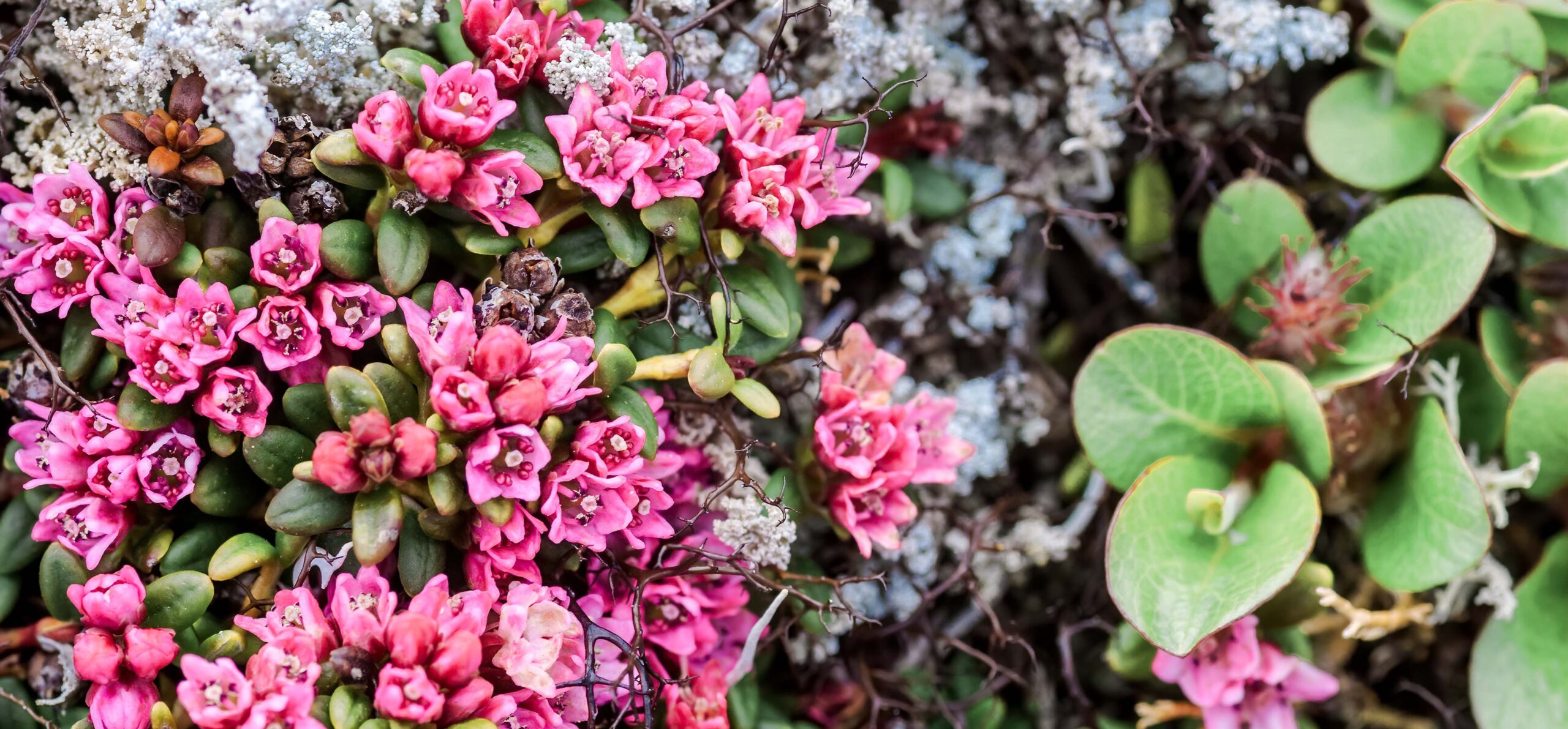Ground cover with small pink flowers, in Alaska